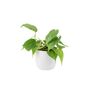 Philodendron Brasil Trailing Plant In 12cm Pot, thumbnail 4 of 7