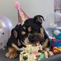 Dog Birthday Cake, thumbnail 10 of 12