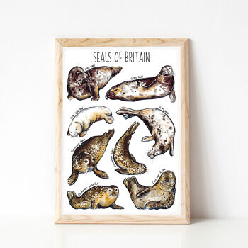 Seals Of Britain Wildlife Print, 5 of 10