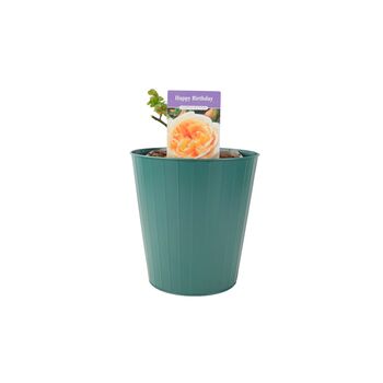Happy Birthday Cream Rose In5.5 L Pot – Floribunda, 5 of 7