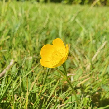 Buttercup Yellow Flower Drop Earrings, 4 of 5