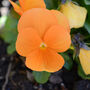 Flowers Pansy 'Deep Orange' 20 X Plant Pack, thumbnail 2 of 5