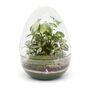 Complete Egg Glass Diy Terrarium Kit | 'Santiago', thumbnail 7 of 9