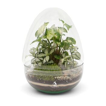 Complete Egg Glass Diy Terrarium Kit | 'Santiago', 7 of 9