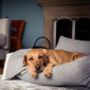 Personalised Sustainable Dog Bed Blanket And Pillow, thumbnail 1 of 8