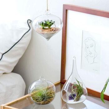 Pack Of Three Glass Air Plants Hanging Planters, 3 of 4