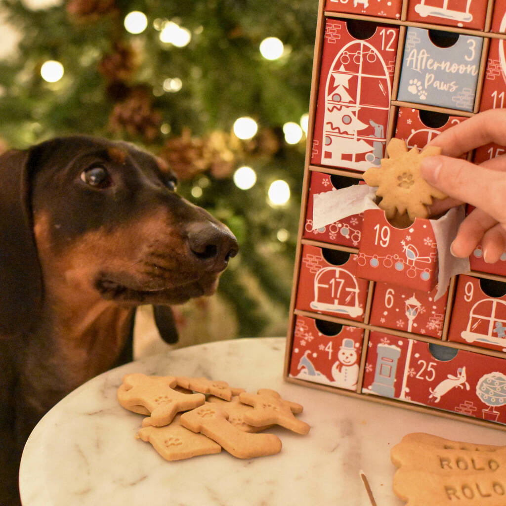 Personalised Filled Dog Advent Calendar By Afternoon Paws | notonthehighstreet.com