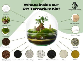 Diy Large Terrarium Kit With Ficus Bonsai | 'Osaka', 3 of 12