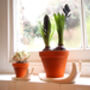 Sweet Home Snail Plant Pot And Saucer Large, thumbnail 1 of 3