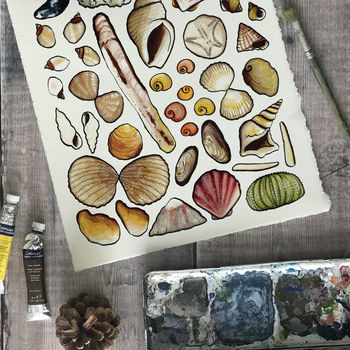 Seashells Of Britain Wildlife Watercolour Print, 4 of 7