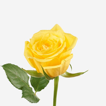 Saffron Petite Roses Fresh Bouquet, 2 of 2