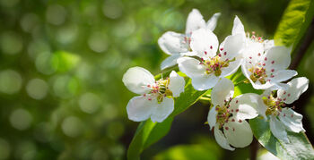 Pear Fruit Trees Two X 10 L Pots, 4 of 8