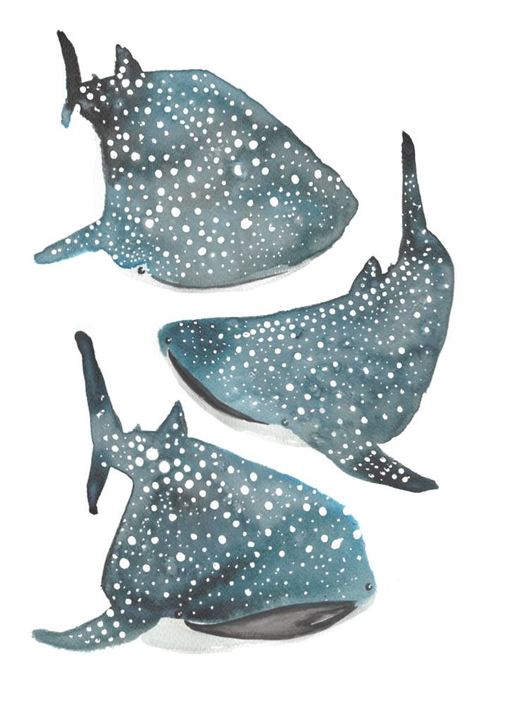 whale shark illustration giclee print by victoriadraws