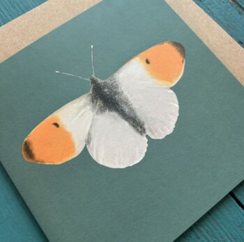 Orange Tip Butterfly Illustarted Blank Card, 3 of 3