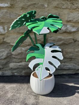 Monstera Variegata Plant With Six Leaf Coasters, 6 of 11