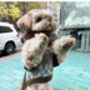 Lucy Sustainable Dog Jumper, thumbnail 1 of 10