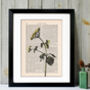 Cow Parsnip, Vintage Collection Print, thumbnail 1 of 7