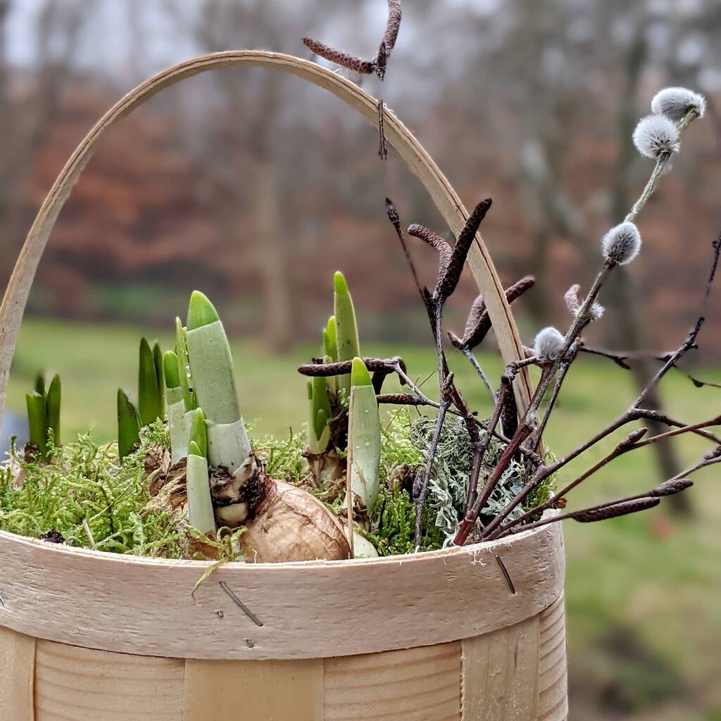 Spring Bulb Basket Display Gift By The Danes