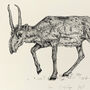 S Is For Saiga Antelope Illustration Print, thumbnail 4 of 6