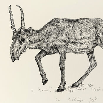 S Is For Saiga Antelope Illustration Print, 4 of 6
