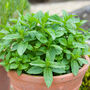 Herb Plants Garden Mint Plant In A 9cm Pot, thumbnail 6 of 10