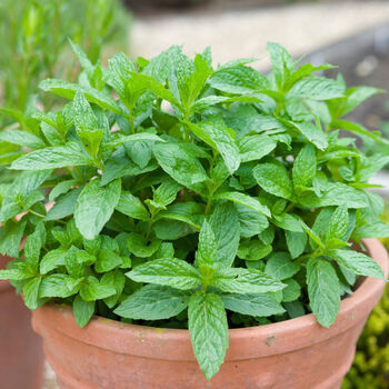 Herb Plants Garden Mint Plant In A 9cm Pot, 6 of 10