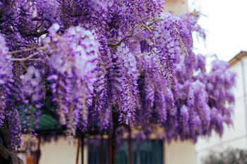 Wisteria Sinensis 'Prolific' Large Plant In Five L Pot, 4 of 5