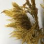 Dried Yellow Pampas Grass Bunch, thumbnail 3 of 4