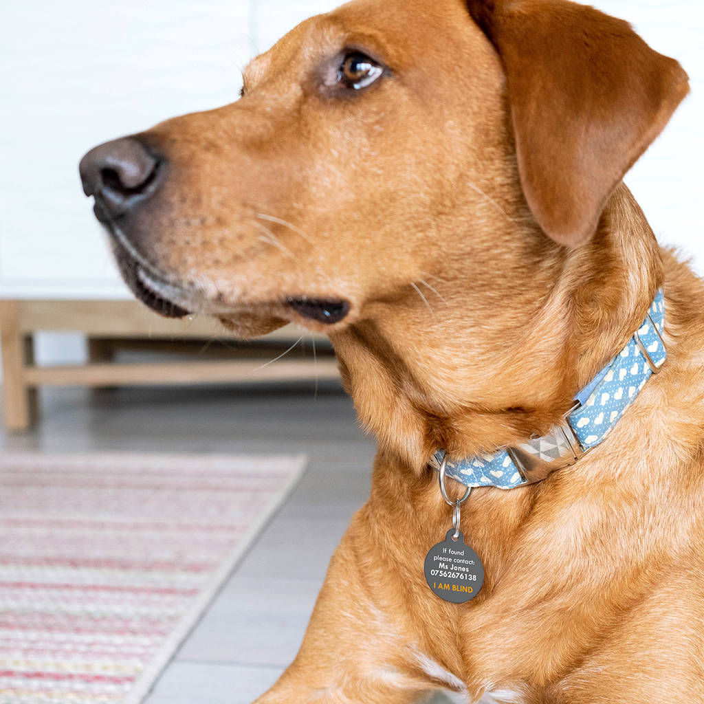 Personalised Special Needs Pet ID Tag By The Little Picture Company ...