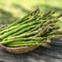 Vegetable Plants Asparagus 'Gijnlim' One X Two L Pot, thumbnail 5 of 5