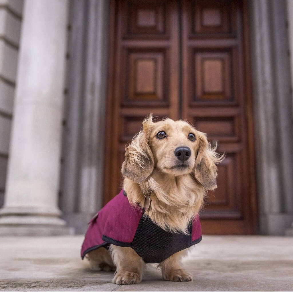 Waterproof Dachshund Underbelly Dog Coat By Country and Twee