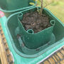 Three Thirsty Tomato Grow Bag Pots Watering Aid Kit, thumbnail 8 of 11