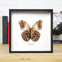 Giant Owl Butterfly Moth Insect Bug Entomology Taxidermy Box Frame, thumbnail 1 of 3