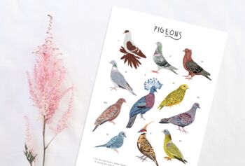 Types Of Pigeons Print, 3 of 3