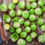 Brussels Sprouts Plants 'Brigitte' Plug Plants, thumbnail 3 of 8