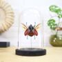 Devil Horned Rhinoceros Beetle Spreadwing Insect Bug Entomology Taxidermy Bell Jar, thumbnail 1 of 4