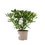 White Rhododendron Flowering Shrub In 5 L Pot, thumbnail 4 of 7