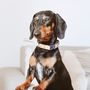Personalised Cork Dog Collar, thumbnail 2 of 12