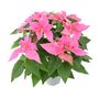 Pink Poinsettia In 13cm Pot – Festive Christmas Houseplant – Free Standard Gift Wrap, thumbnail 1 of 2