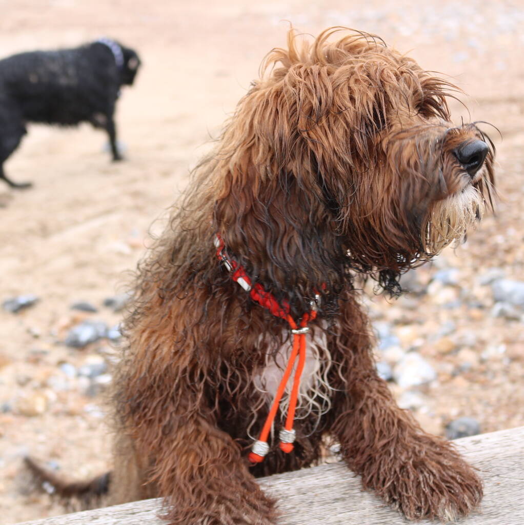 labradoodle necklace