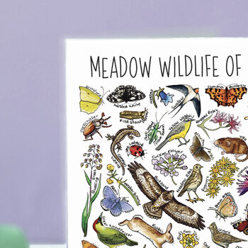 Meadow Wildlife Of Britain Greeting Card, 4 of 8