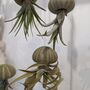 Jellyfish Floating Airplant Gift For Plant Lover, thumbnail 2 of 8