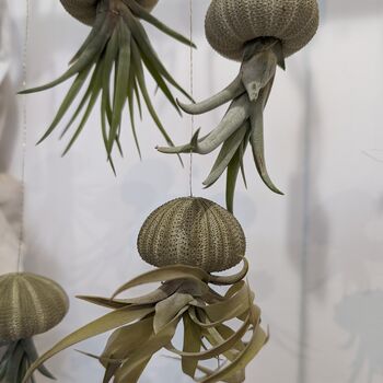 Jellyfish Floating Airplant Gift For Plant Lover, 2 of 8