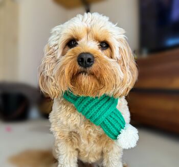 Knitted Pet Scarf, 9 of 9