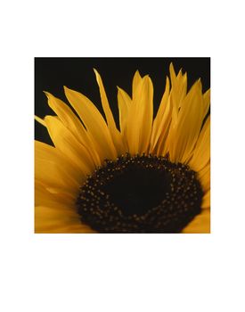 Sunflower Photographic Art Print, 3 of 4