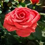 Rose Plant In 5 L Pot, thumbnail 1 of 8