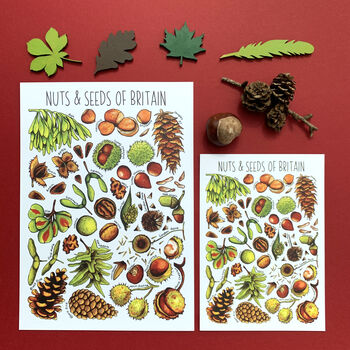 Nuts And Seeds Of Britain Postcard, 2 of 8