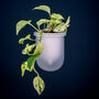 Flo, Self Watering Ceramic And Glass Wall Mount Planter, thumbnail 5 of 12