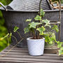 Antiqued Black Metal Garden Table, thumbnail 4 of 4