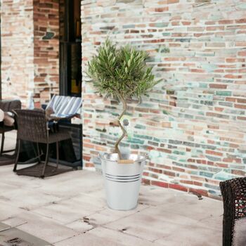 Spiral Olive Tree In 23cm Pot – 80–90cm Tall – Free Standard Gift Wrap, 2 of 5